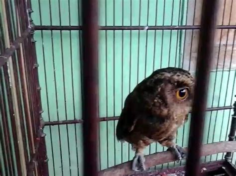 Suara Burung Celepuk Jawa Celepuk Jawa Javan Scops Owl Otus Angelinae