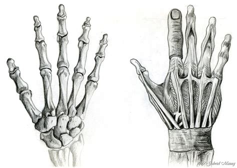 Anatomical Hands By Psybernaut On Deviantart