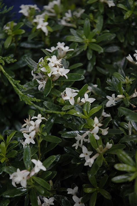 A tidy landscape shrub for group plantings and small urban gardens. Eternal Fragrance Daphne (Daphne x transatlantica 'BLAFRA ...