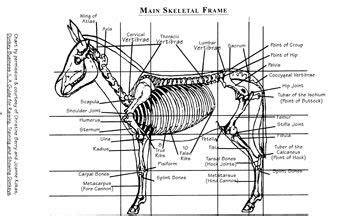 Skeletal of the Donkey. Courtesy: The National Miniature Donkey