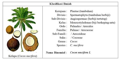 Klasifikasi Dan Morfologi Tanaman Kelapa Sawit Palm Trees Budidaya Riset