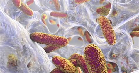 These 3 Superbugs Pose The Greatest Risk To Human Health Huffpost