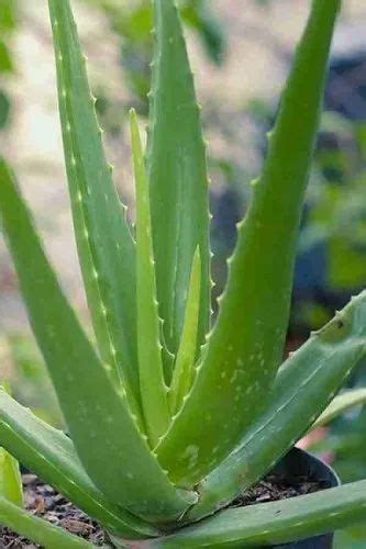 Well Watered Green Medicinal Aloe Vera Plants For Medicinesskin Care