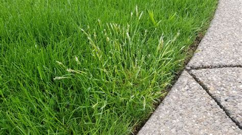 Help Identify Weedy Grass Poa Trivialis