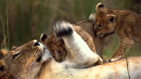 The vast east african savannah is the only place in the world where big cats lions, leopards and cheetahs can be seen in a. Felinos de Africa - Trailer Español Latino - HD - YouTube
