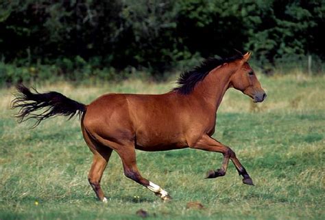 One day events typically do not exceed 160 kilometres in a day. All About Horses: information on the American Quarter horse
