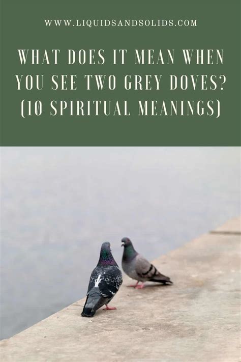 What Does It Mean When You See Two Grey Doves 10 Spiritual Meanings