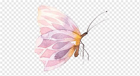 Watercolor Butterfly Png