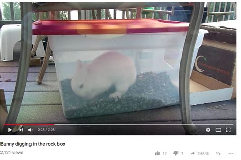 Bunny Dig Box With Landscaping Rocks Dirt Free Bunny