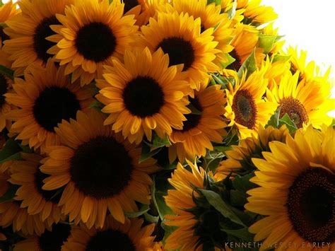 Sunflowers At Pikes Market By Kenneth Wesley Earley Via Flickr