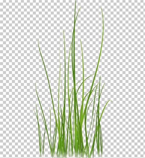 Grass Lossless Compression Png Free Download Color Help