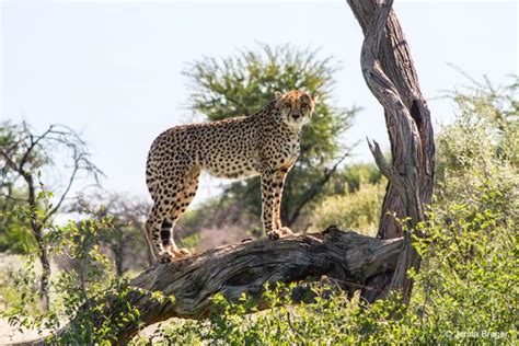 Cheetah Conservation Funds Ecosystem Restoration Project