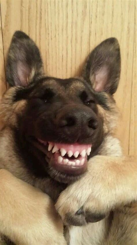 A Very Happy German Shepard Smiling Dogs Smiling Animals Happy Dogs