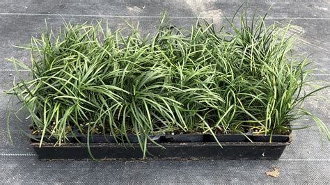 The dwarf mondo grass in my yard has been moved, walked on regularly and has shown no signs of the wear and tear yet. Ground Cover - G & S Nursery