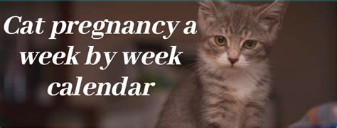 How Long Is A Cat Pregnant 5 Stages Of Cat Pregnancy Zoological World