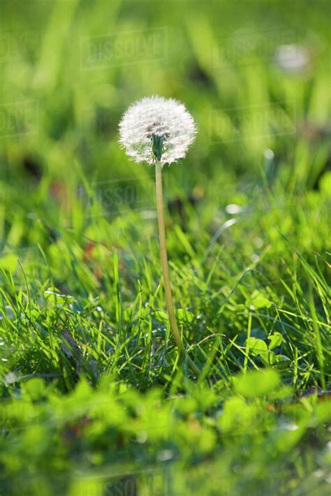 Dandelion Growing In Grass Stock Photo Dissolve