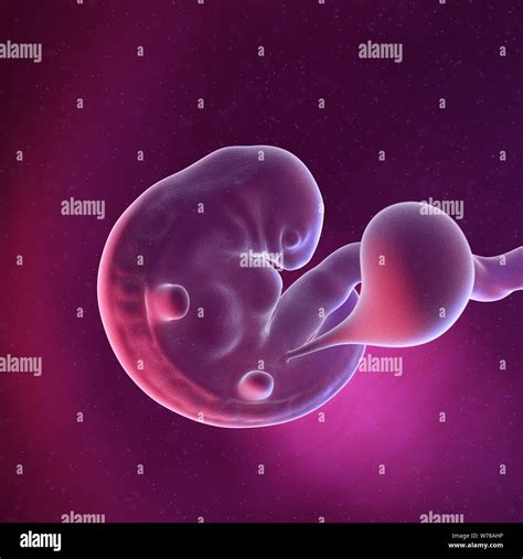 3d Rendered Medically Accurate Illustration Of A Human Fetus Week