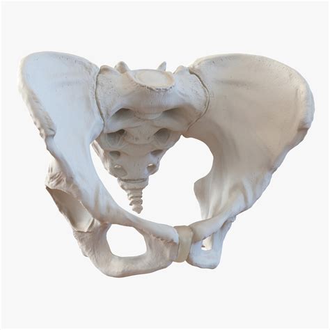Female Anatomy Pelvis Pelvic Skeleton Throat Anatomical Anatomy Skull