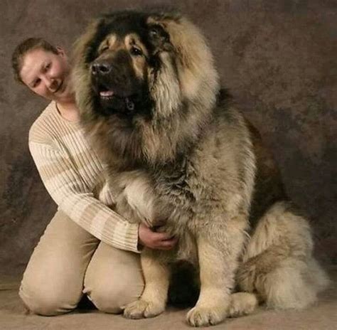 Russian Caucasian Mountain Dog Is A Breed Of Dog That Is Popular In
