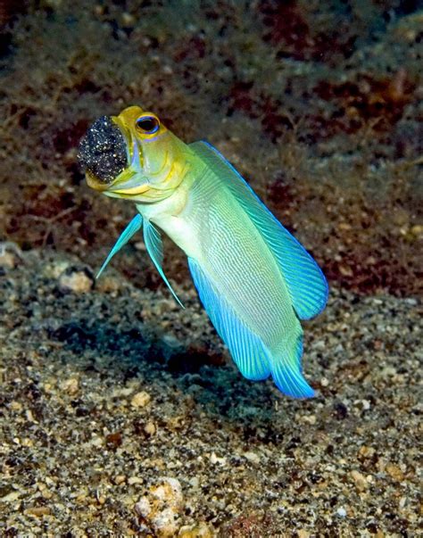 Breeding Male Yellowhead Jawfish With Fully Developed Egg Clutch