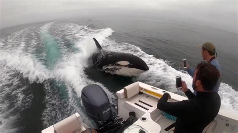Stunningly Close Orca Encounter Includes Upside Down Greeting