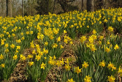 Mrs Lees Daffodil Garden Daffodilshome