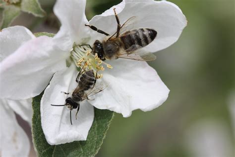 Lack of crop diversity and increasing dependence on pollinators may ...