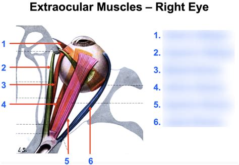 Extraocular Muscles Right Eye Diagram Quizlet