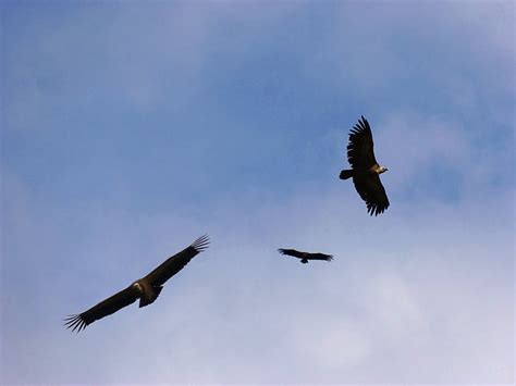 Free Photo Vultures Sky Fly Flight Fauna Birds Vulture Hippopx