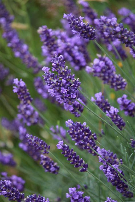 boschintegral-photo: Lavanda (With images) | Lavender, Flowers, Photo