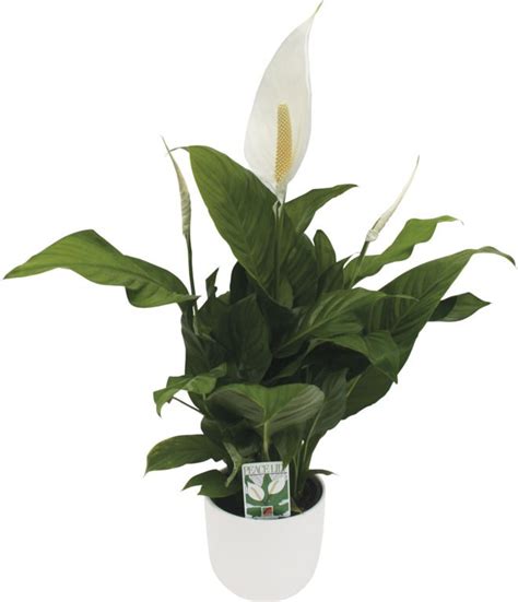 They simply wilt when they want water. Fertilizer For Spathiphyllum - Peace Lily