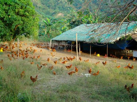 How To Setup And Run A Successful Backyard Poultry In India Powergotha