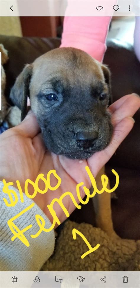And accepts dogs from all over the country. Great Dane Puppies For Sale | Finland, MN #290399