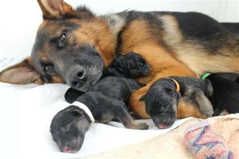 Take Care of Newborn German Shepherd Puppies - Pet Care Stores