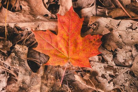 Autumn Leaf Pictures Download Free Images On Unsplash