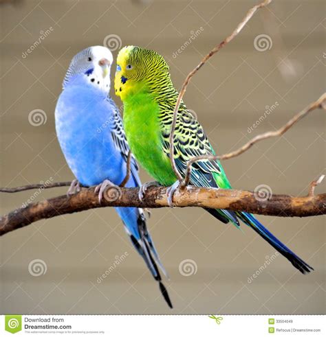 Two Parakeets Stock Image Image Of Outside Fauna Outdoors 33504049