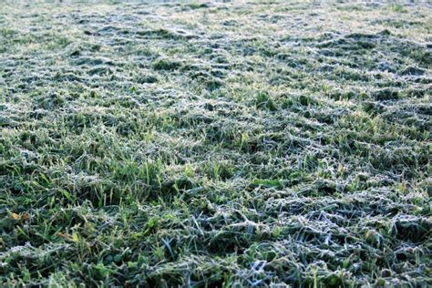 Background With Grass In The Morning Frost Stock Photo Image Of