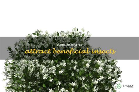 The Benefits Of Planting Jasmine How It Attracts Beneficial Insects