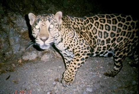 Jaguars qb jake luton placed on. Arizona Jaguar | It's Something Wiki | Fandom
