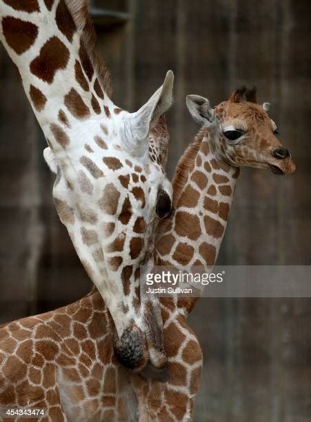 Baby Giraffe Born At San Francisco Zoo Photos And Premium High Res