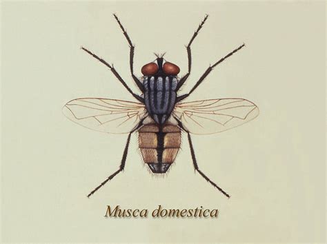 Musca Domestica The Housefly The Housefly Is The Most Common Type Of