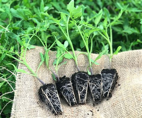 Check spelling or type a new query. Mega Tomato Acid Free 100 Plants TOMA100 | Awapuni ...