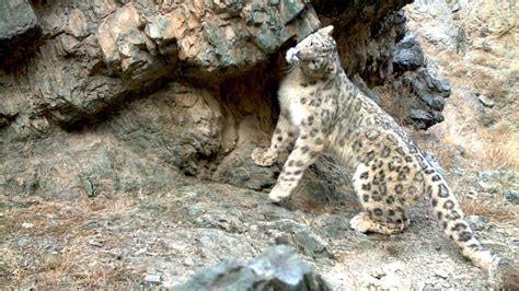 How Endangered Are Snow Leopards Danger Choices