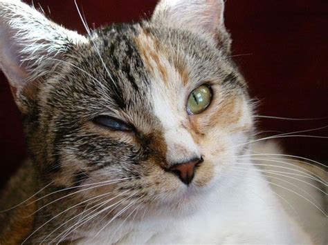 Was your kitty diagnosed with fip? How do Indoor Cats Get Worms? And Can They Get Worms from ...