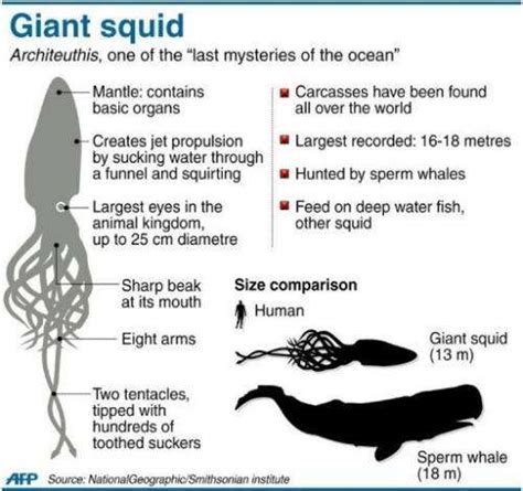 Giant Squid Filmed In Pacific Depths Japan Scientists Report