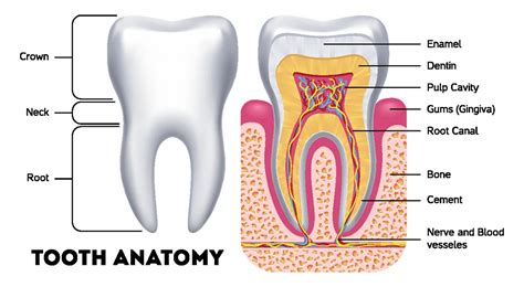 Understanding The Anatomy Of Your Teeth American Dental