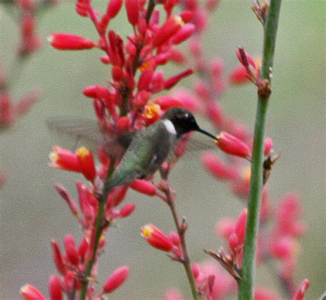 There are many types of potted flowers that will attract the tiny birds in. PLANTanswers: Plant Answers > Hummingbirds