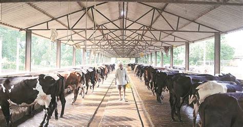 Dairy Farming In India Cattle Farming Dairy Farms Farm Design