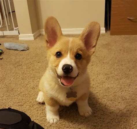 We Just Adopted A Corgi Puppy Reddit Meet Myron Aww