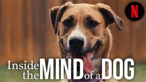 Inside The Mind Of A Dog Netflix Trailer Release Date And More